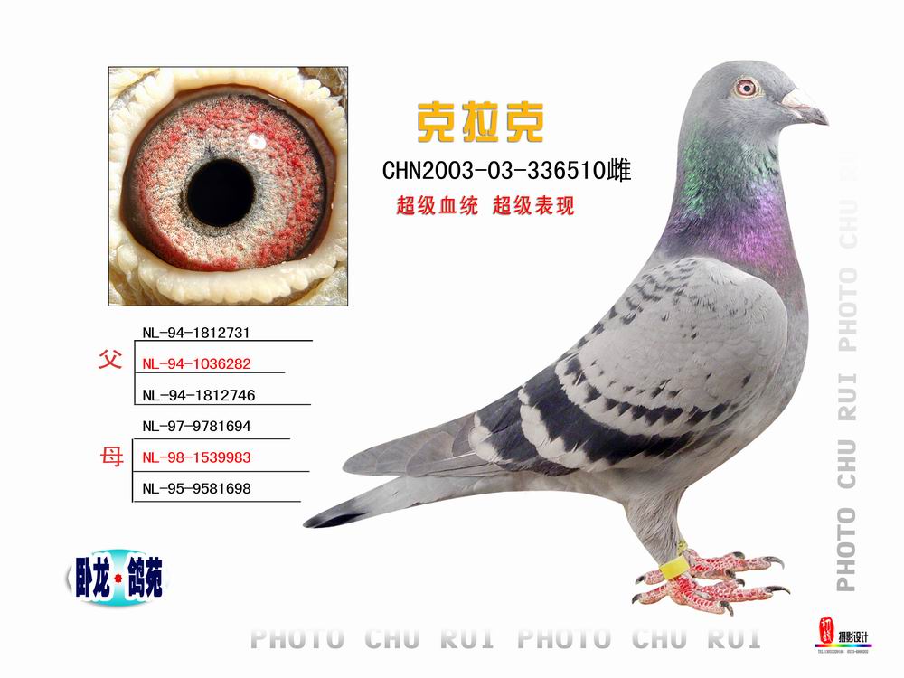 克拉克_卧龙鸽苑_ ag188.com爱鸽商城_中国信鸽信息网