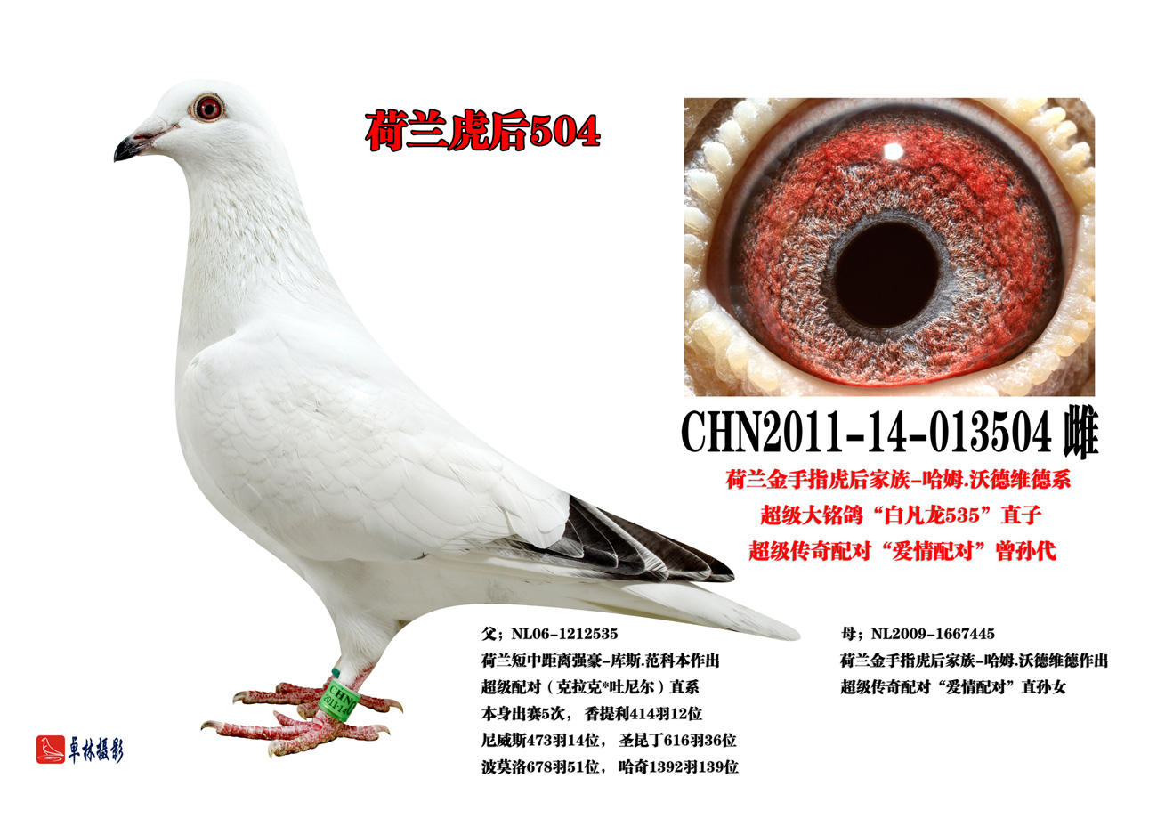 荷兰虎后504_南昌品翔鸽业_ag188.com爱鸽商城_中国信鸽信息网