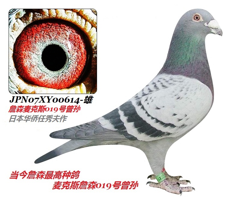 任秀夫作詹森019号曾孙极品詹森614号