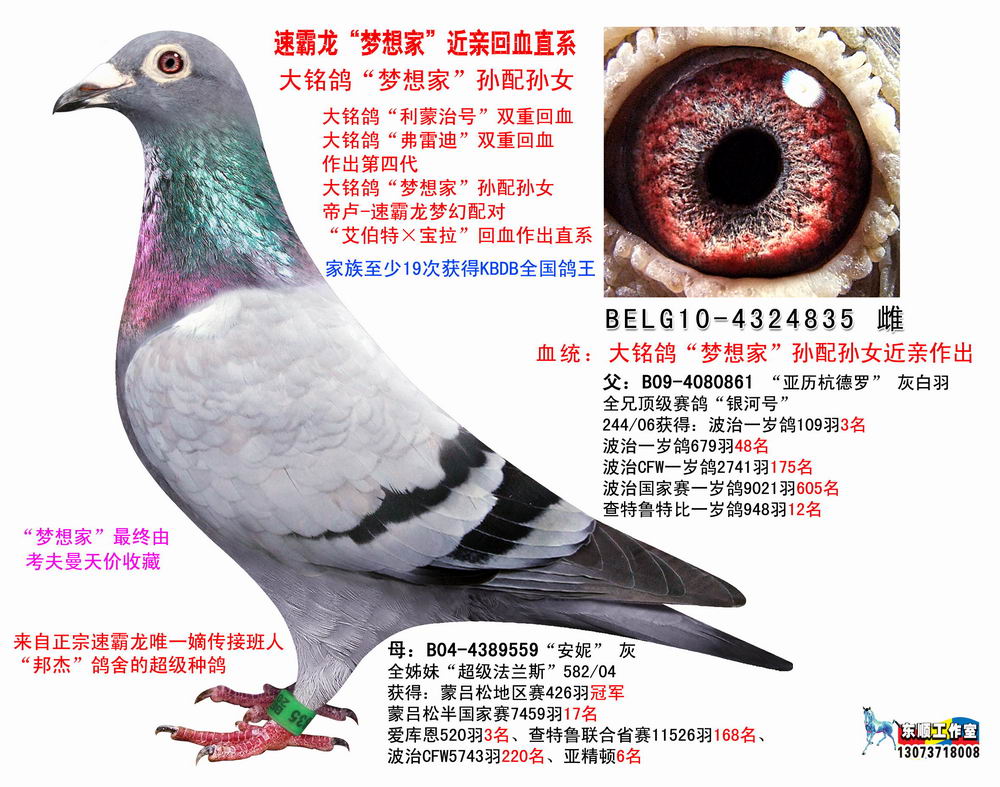 速霸龙_浙江虎溪鸽舍_ag188.com爱鸽商城_中国信鸽信息网