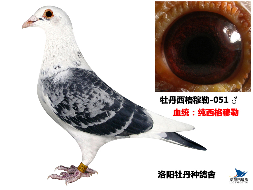 德国西格穆勒系051-洛阳牡丹种鸽舍-中信网爱鸽商城