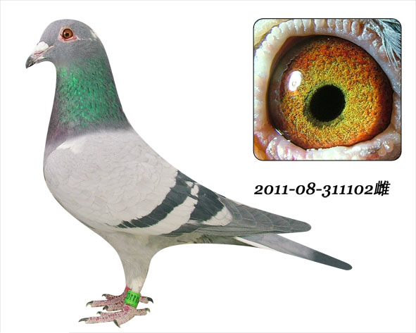 盖斯彼得斯"小鼓手"_瑞雪鸽舍_ ag188.com爱鸽商城_中国信鸽信息网