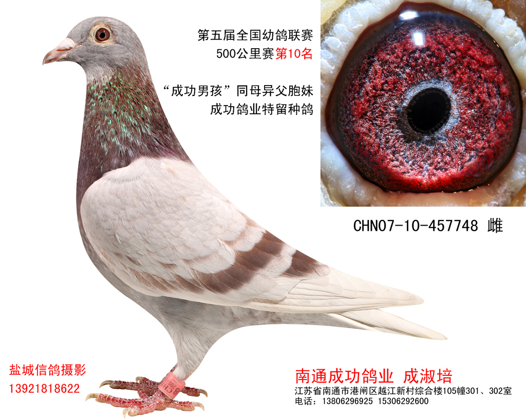 铭鸽展示