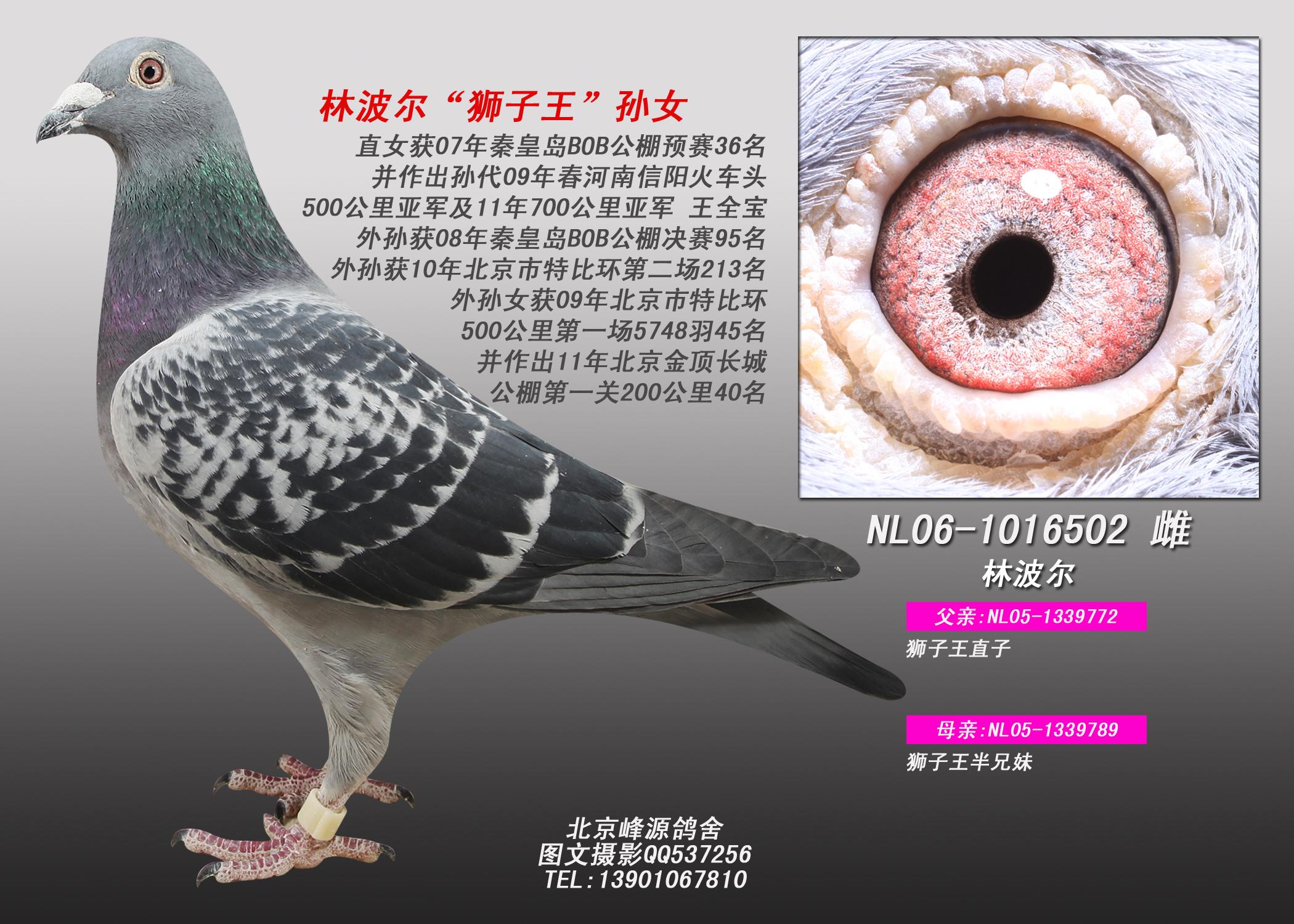 林波尔原舍狮子王孙女502