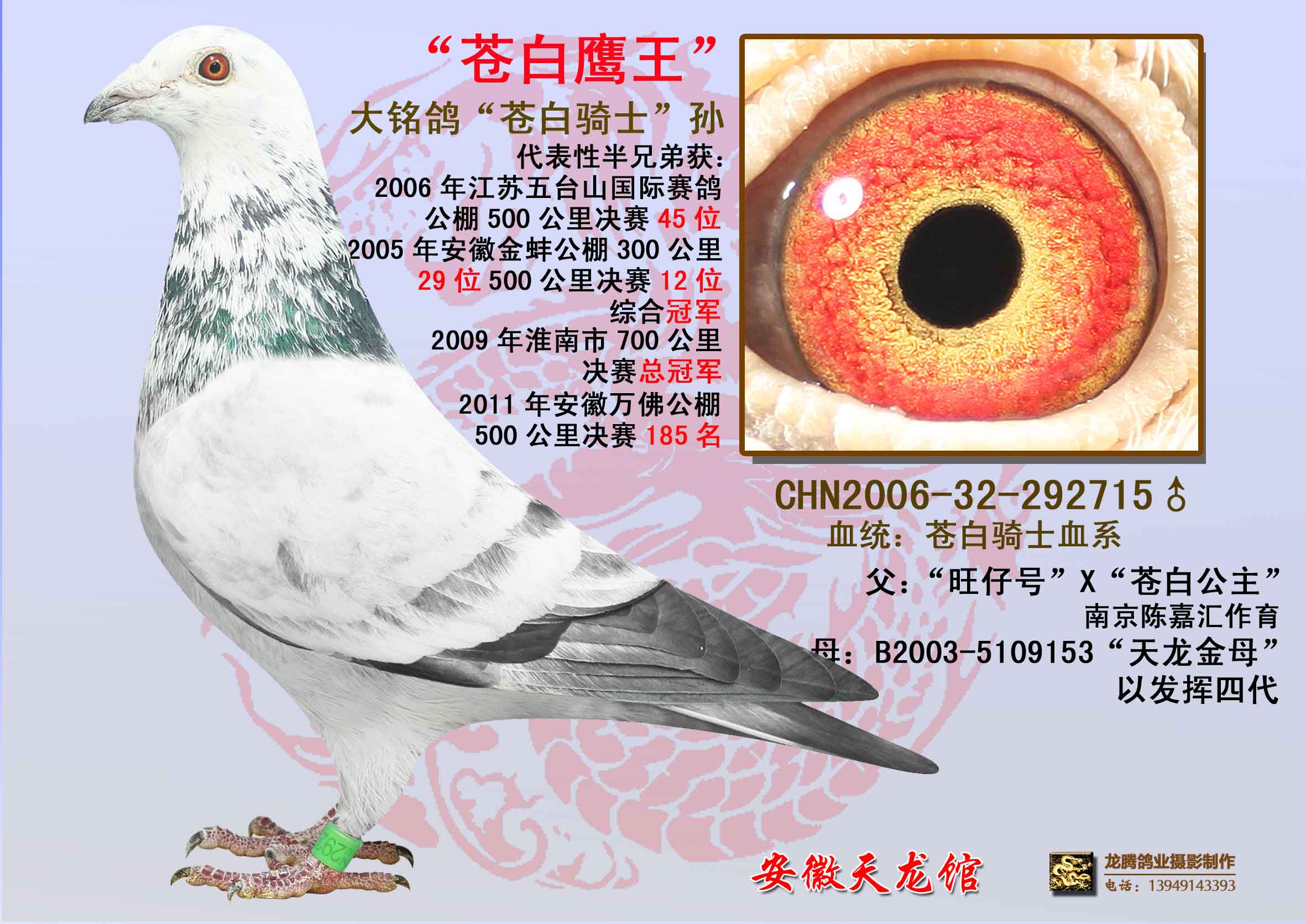 "苍白鹰王"兆尊馆"苍白骑士"直系