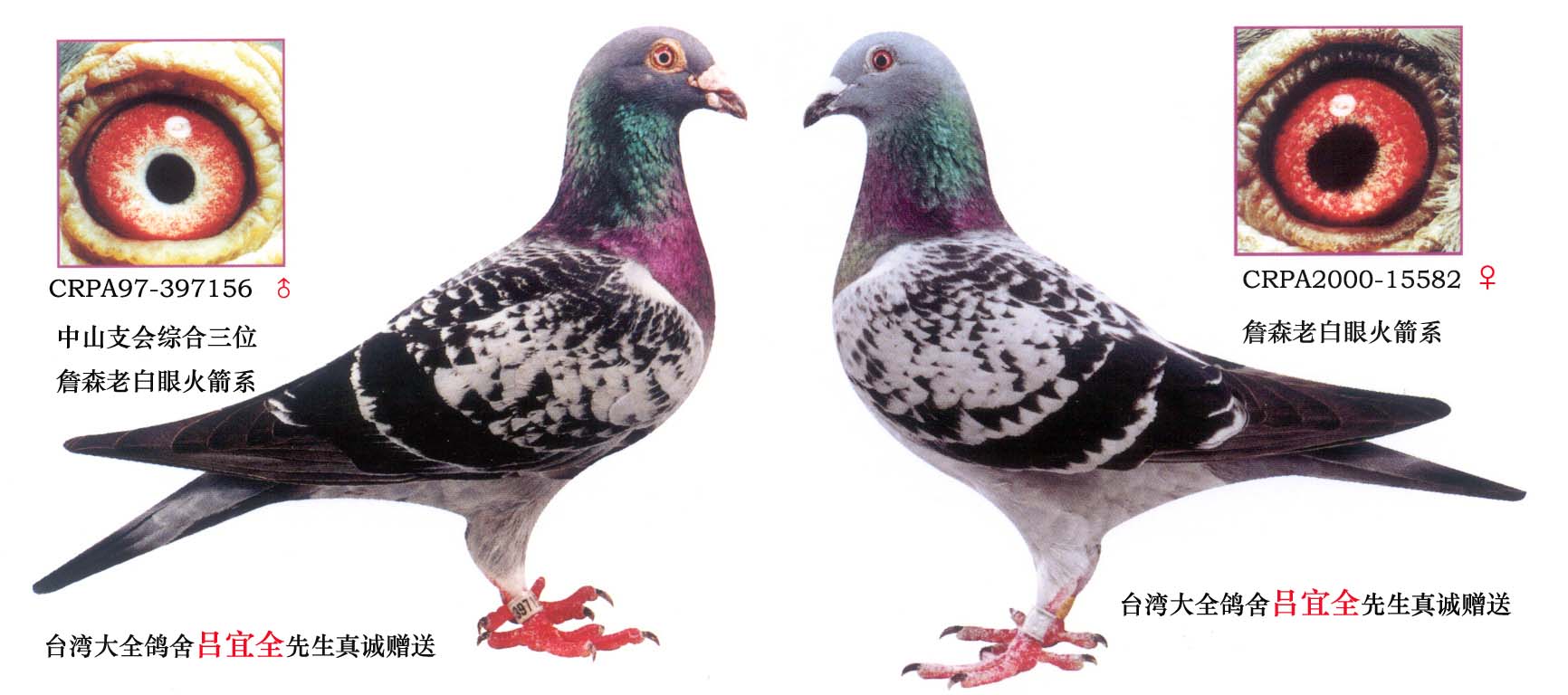 詹森火箭系老白眼