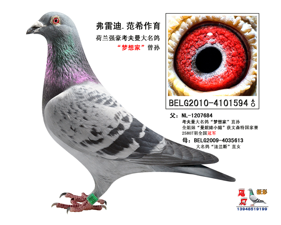 "弗雷迪594"_内蒙古安东_ ag188.com爱鸽商城_中国信鸽信息网