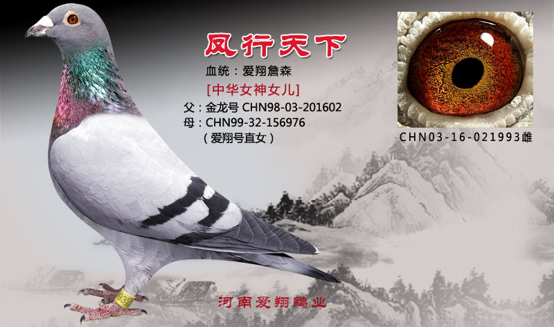 您要找的河南爱翔鸽业展厅服务时间已到期