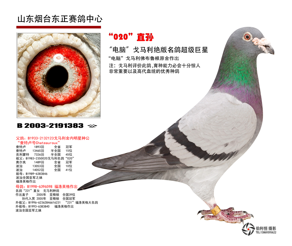 信鸽特征