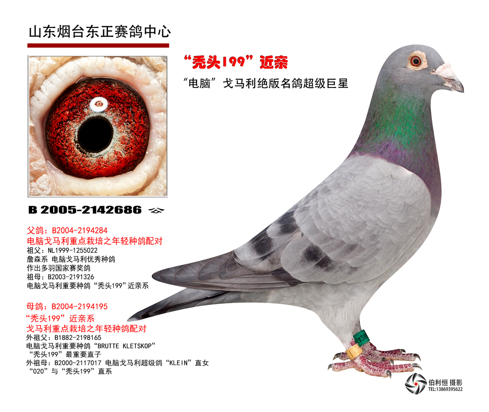 电脑戈马利大铭鸽秃头199近亲 电脑戈马利大铭鸽秃头199近亲