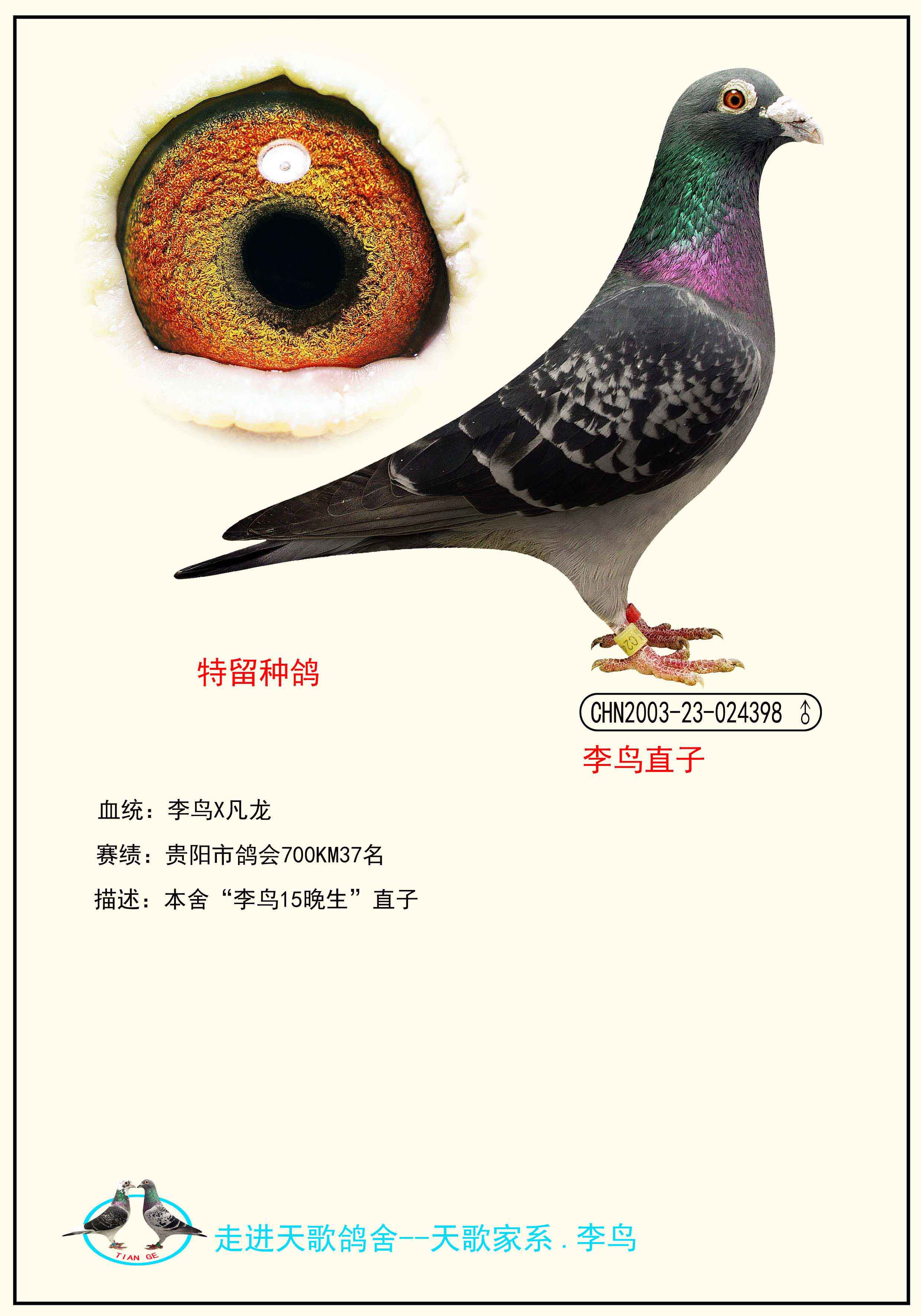 国血李鸟的鸽子的特点图片
