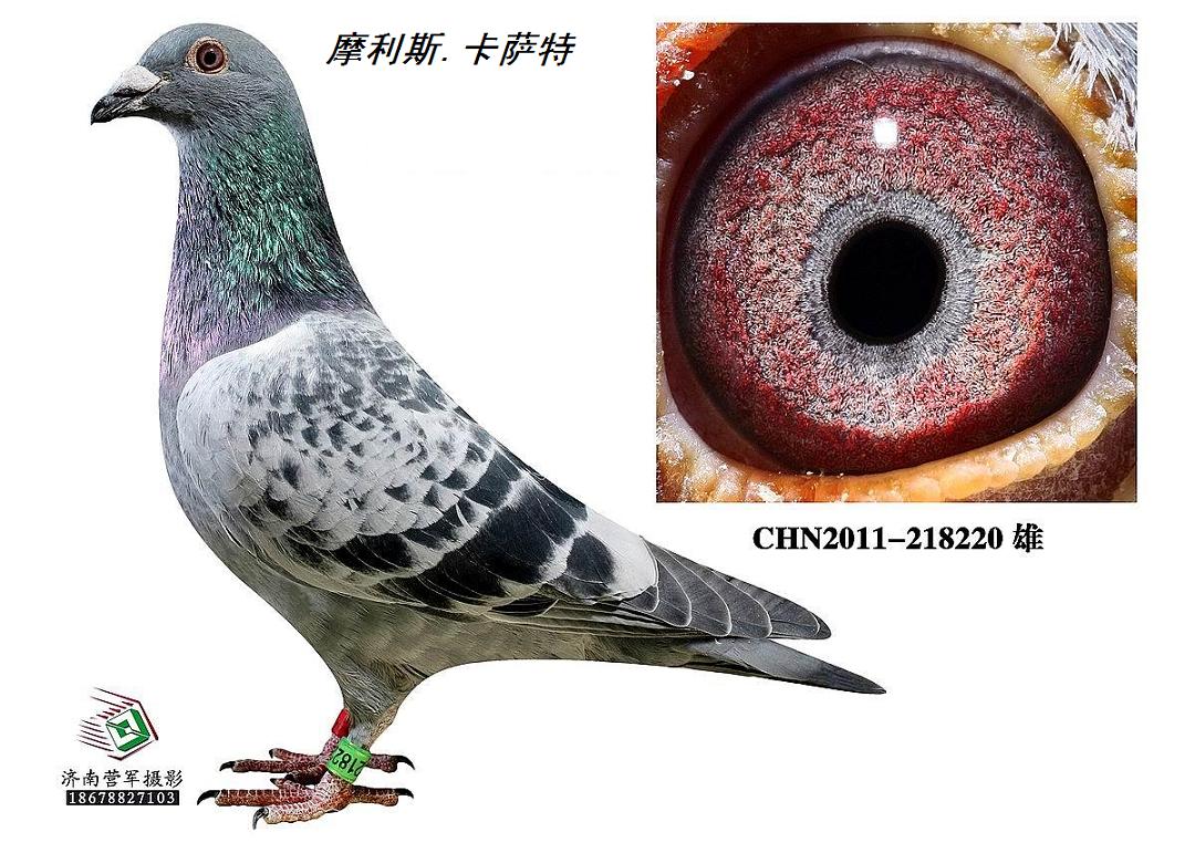 摩利斯.卡萨特