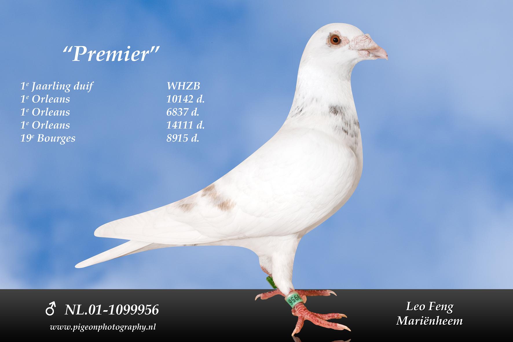 世界大名鸽首相直女-吐尼尔