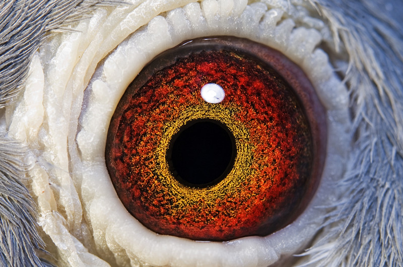 极品轩588-上海极品轩鸽舍-中信网爱鸽商城