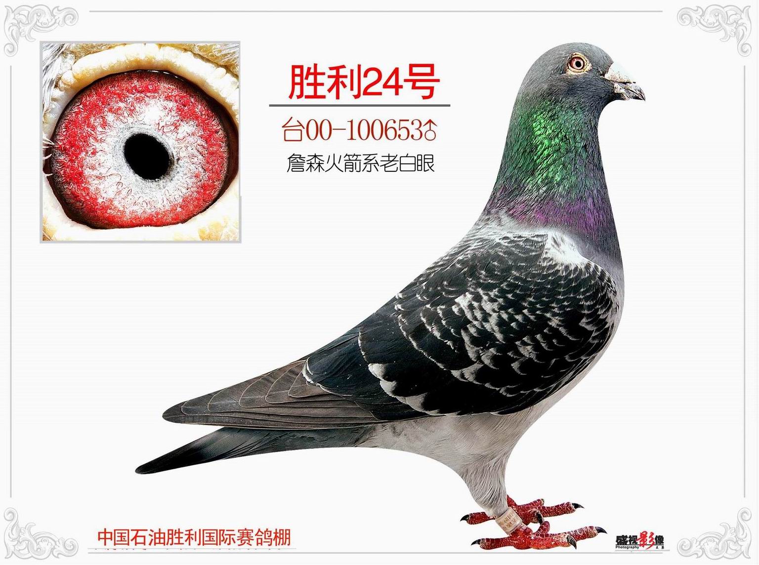 詹森火箭系老白眼