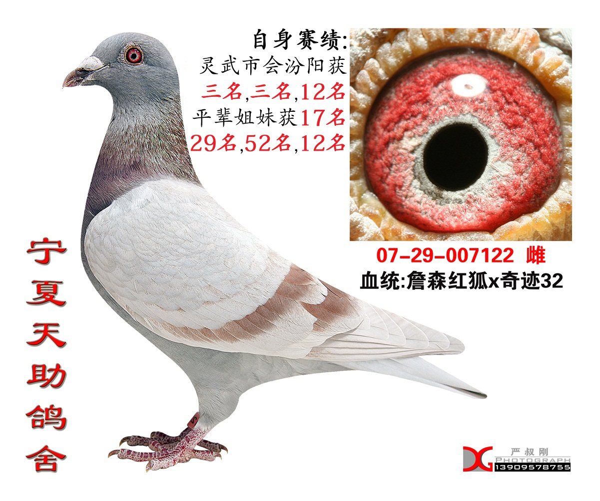 春季公棚500公里33名 - 宁夏天助鸽舍