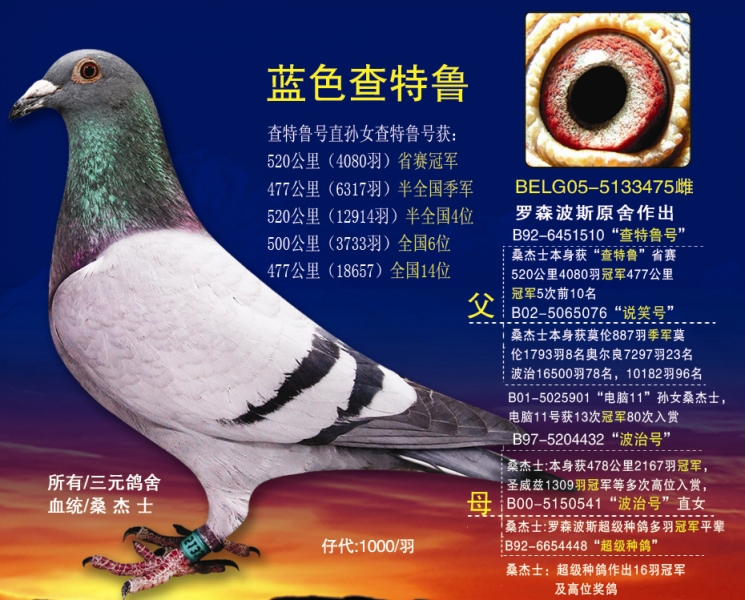 蓝色查特鲁_江苏三元鸽舍_ ag188.com爱鸽商城_中国信鸽信息网