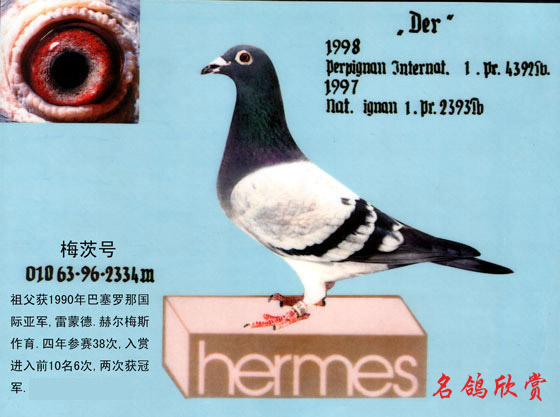 赫尔梅斯梅茨号_开封伟华鸽苑_ ag188.com爱鸽商城_中国信鸽信息网