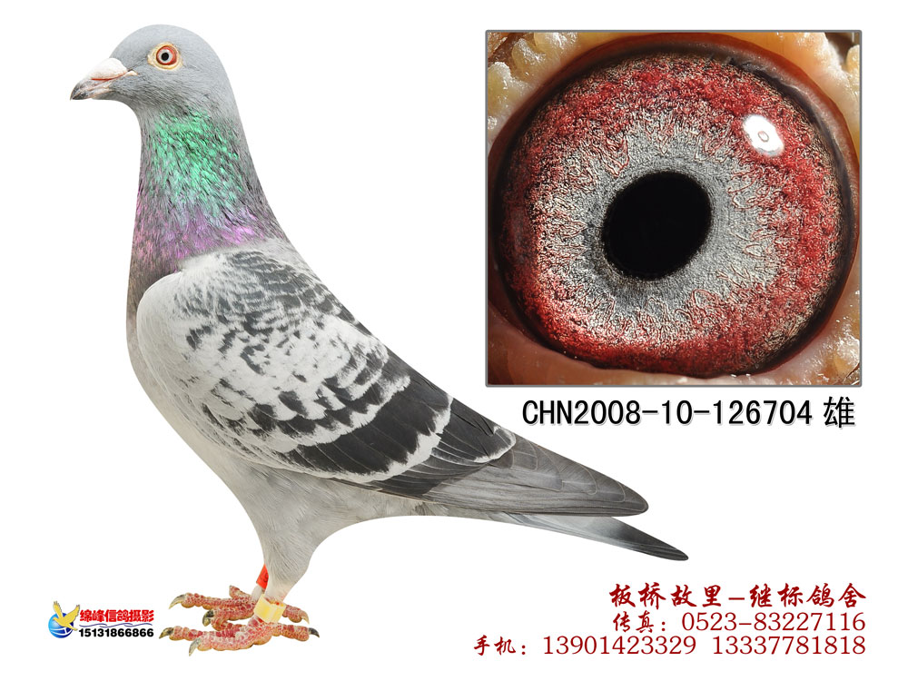 "闪电白眼金童"直子704-夏继标鸽舍-中信网爱鸽商城