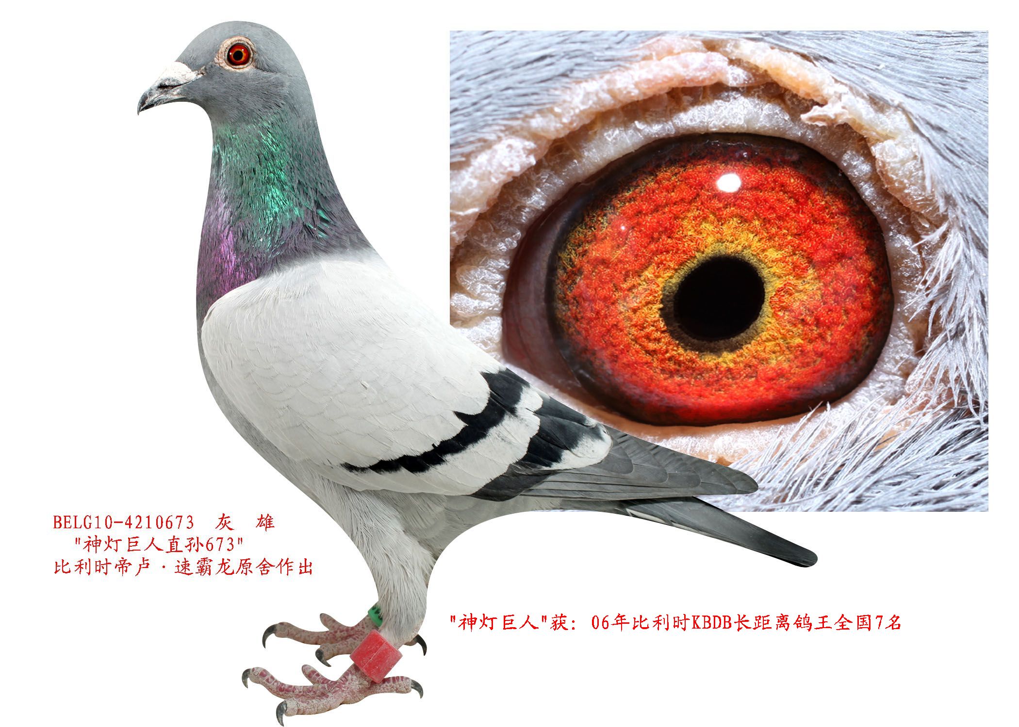 迪卢61速霸龙-神灯巨人直孙673