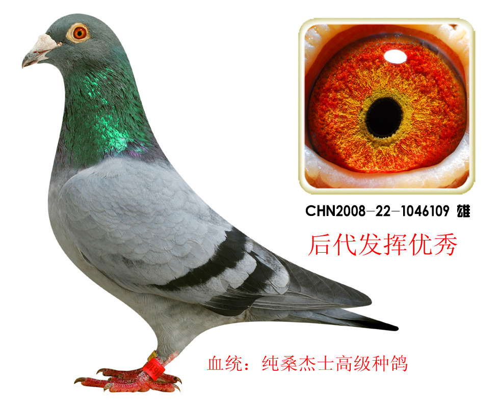 桑杰士高级种鸽109!