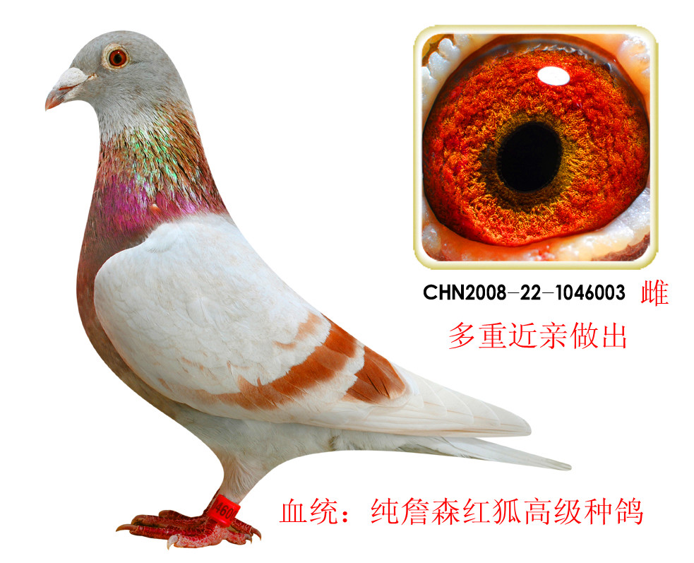 詹森红狐系种鸽003!