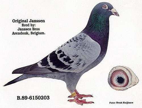 比利时居斯特詹森鸽系图片
