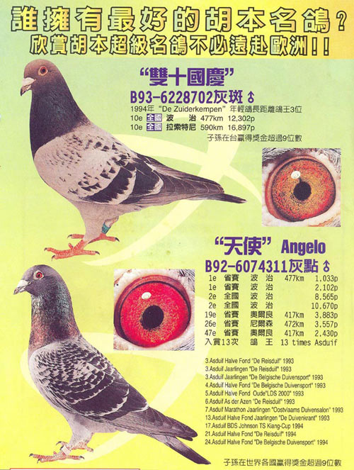 双十天使_台湾长城兄弟国际鸽舍_ ag188.com爱鸽商城_中国信鸽信息网