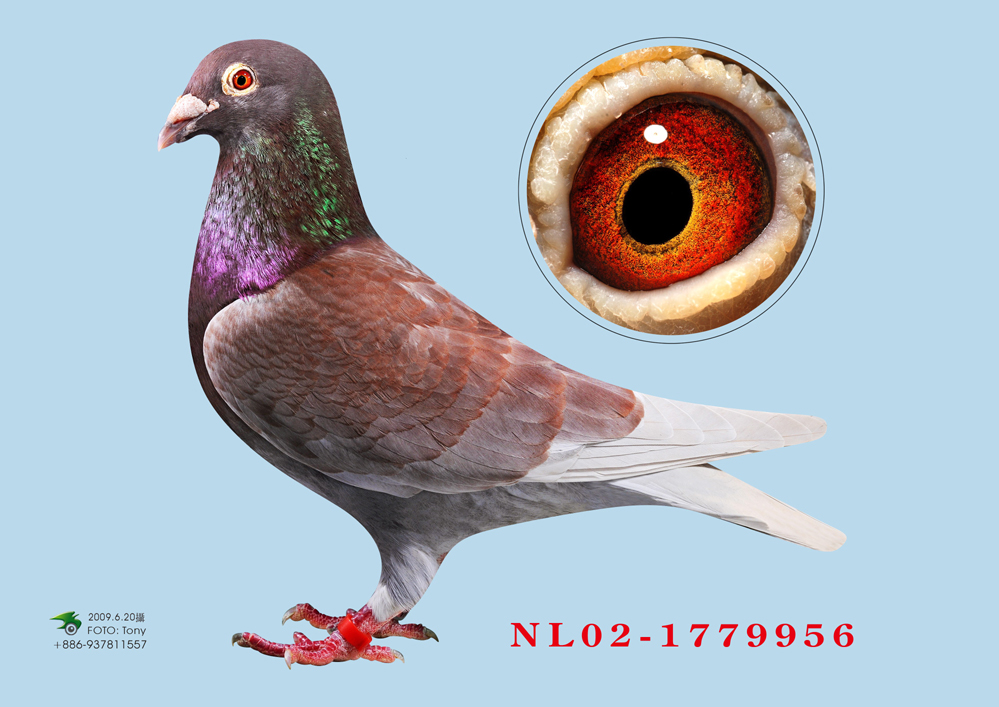 信鸽特征