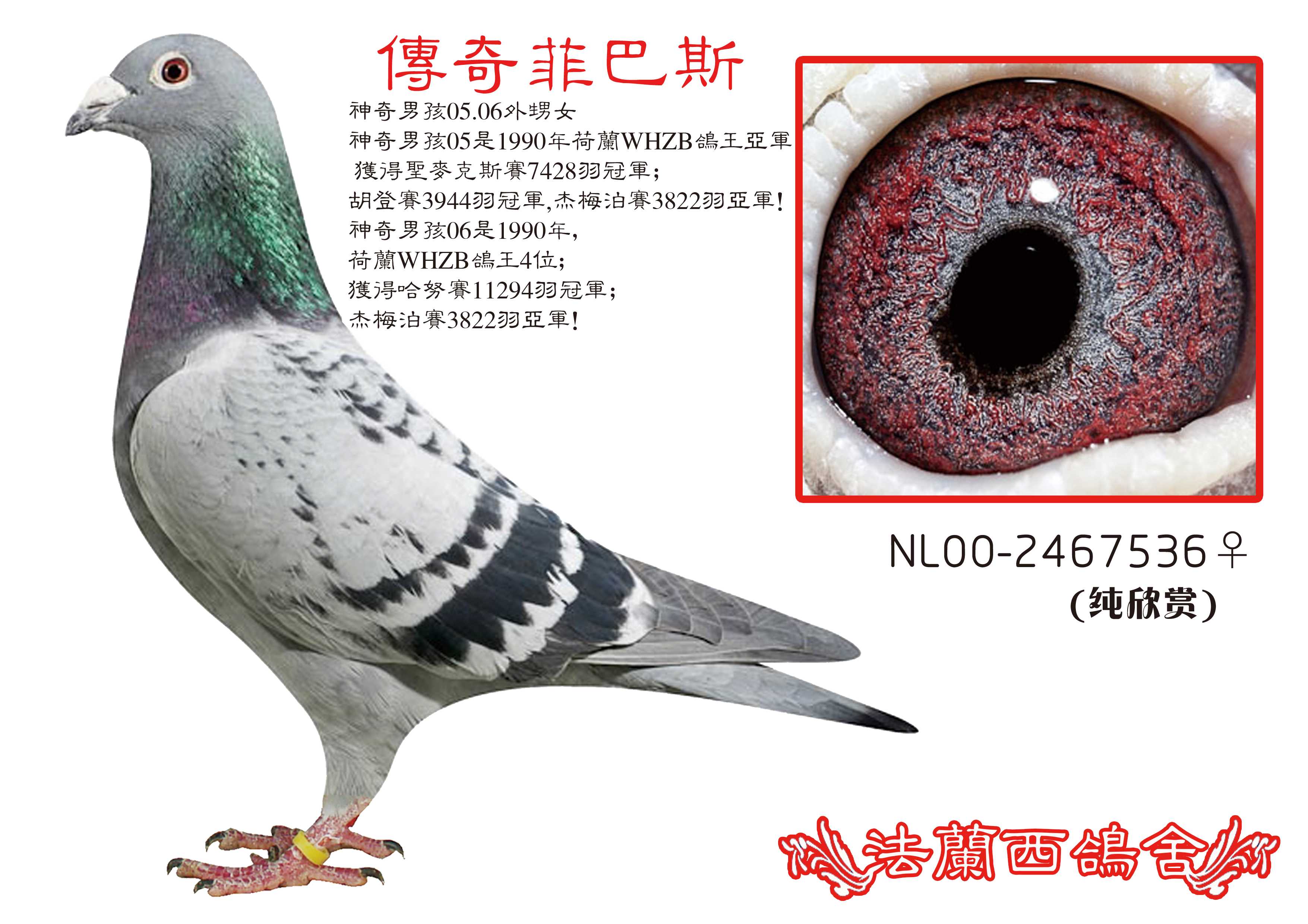 (传奇菲巴斯)克里斯蒂号直女.神奇05-_法兰西鸽舍-中信网爱鸽商城