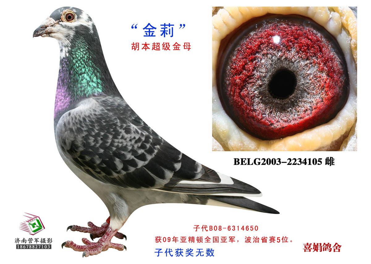 全国亚军母亲"金莉"_喜娟胡本系鸽业_ag188.
