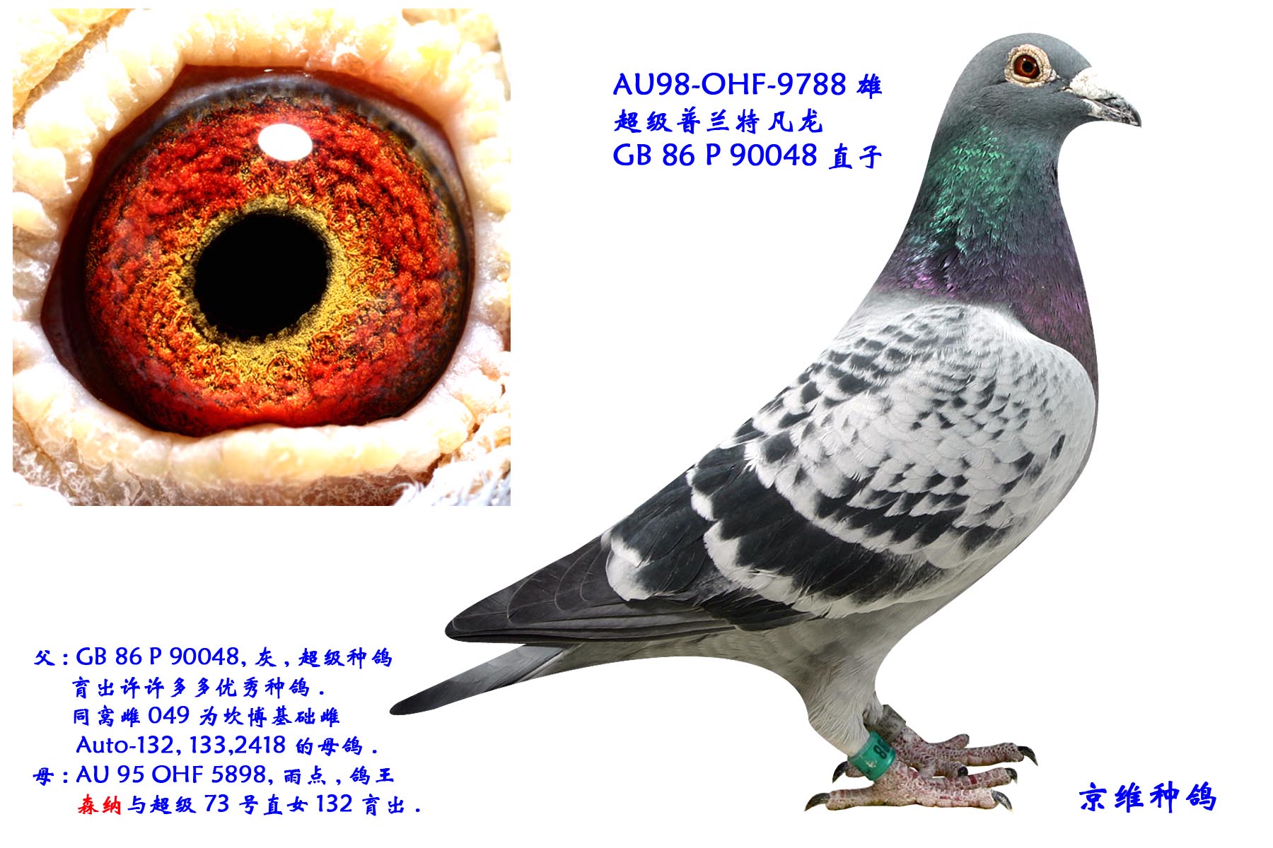 超级73"绝版号" 【仅供欣赏】_天津圣达鸽舍-中信网爱鸽商城