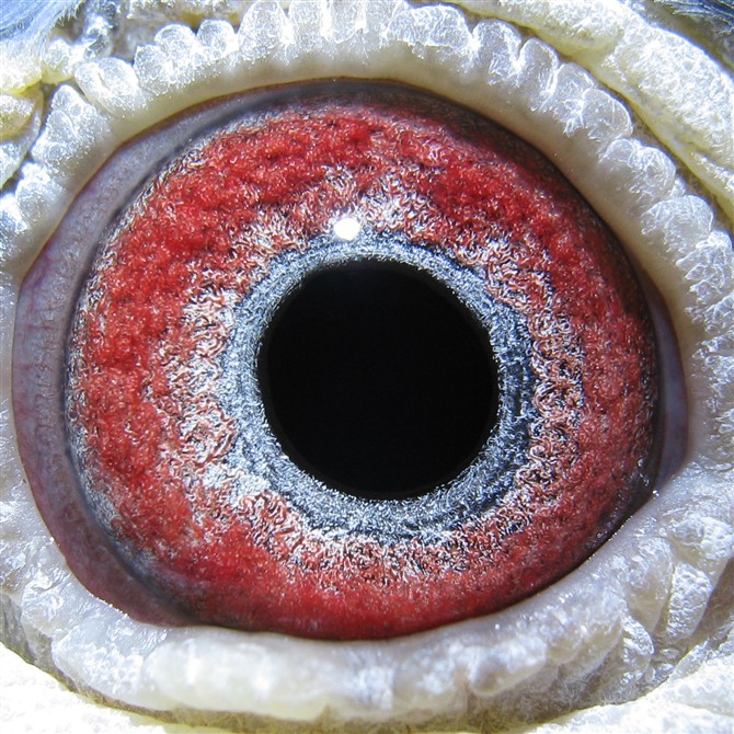 凡龙原环_袁兴龙赛鸽-中信网爱鸽商城