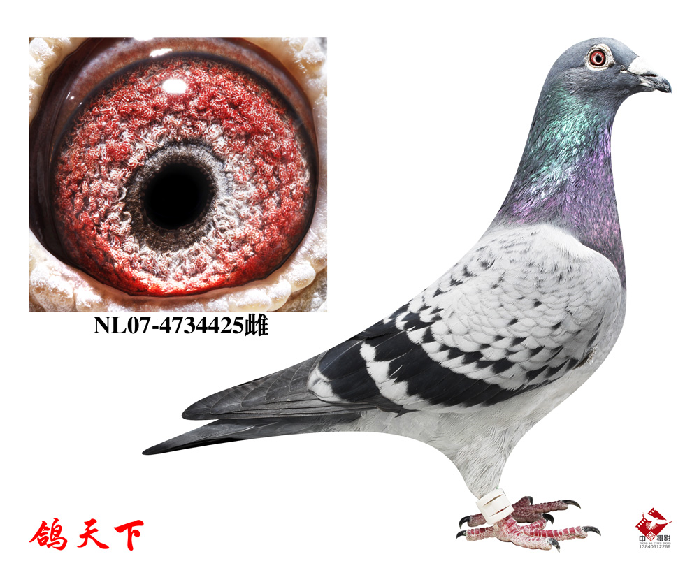 阳先生鸽王号!转让