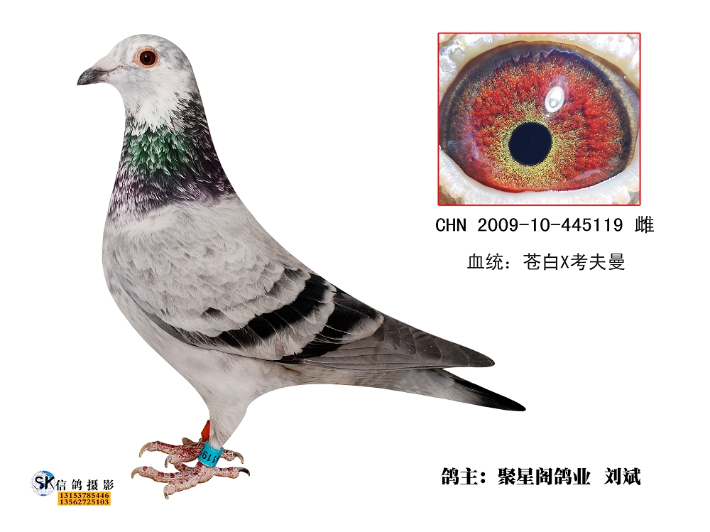 9_聚星阁鸽业_ ag188.com爱鸽商城_中国信鸽信息网