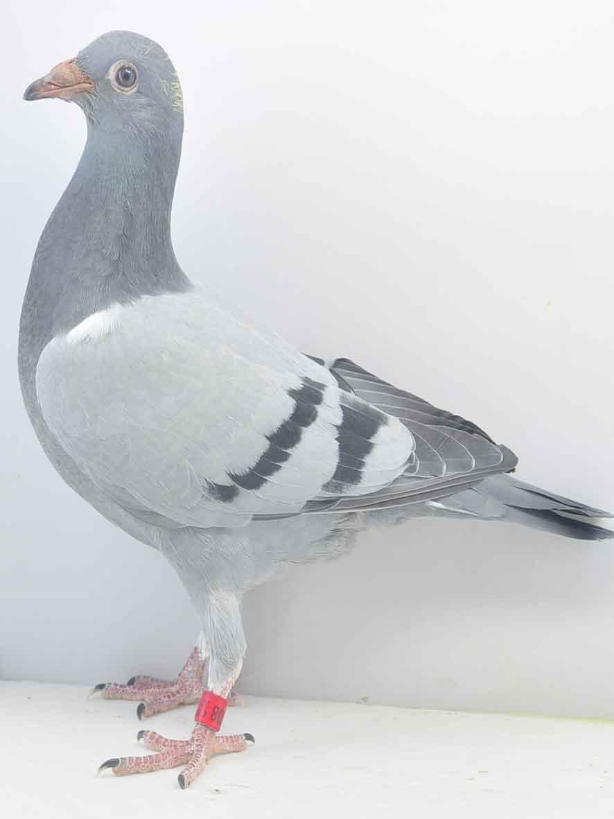 幼鸽_沙龙赛鸽_ ag188.com爱鸽商城_中国信鸽信息网