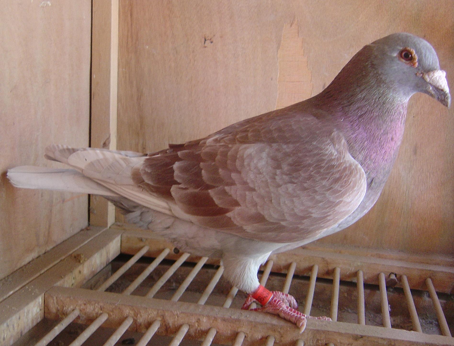 【红狐731直孙】