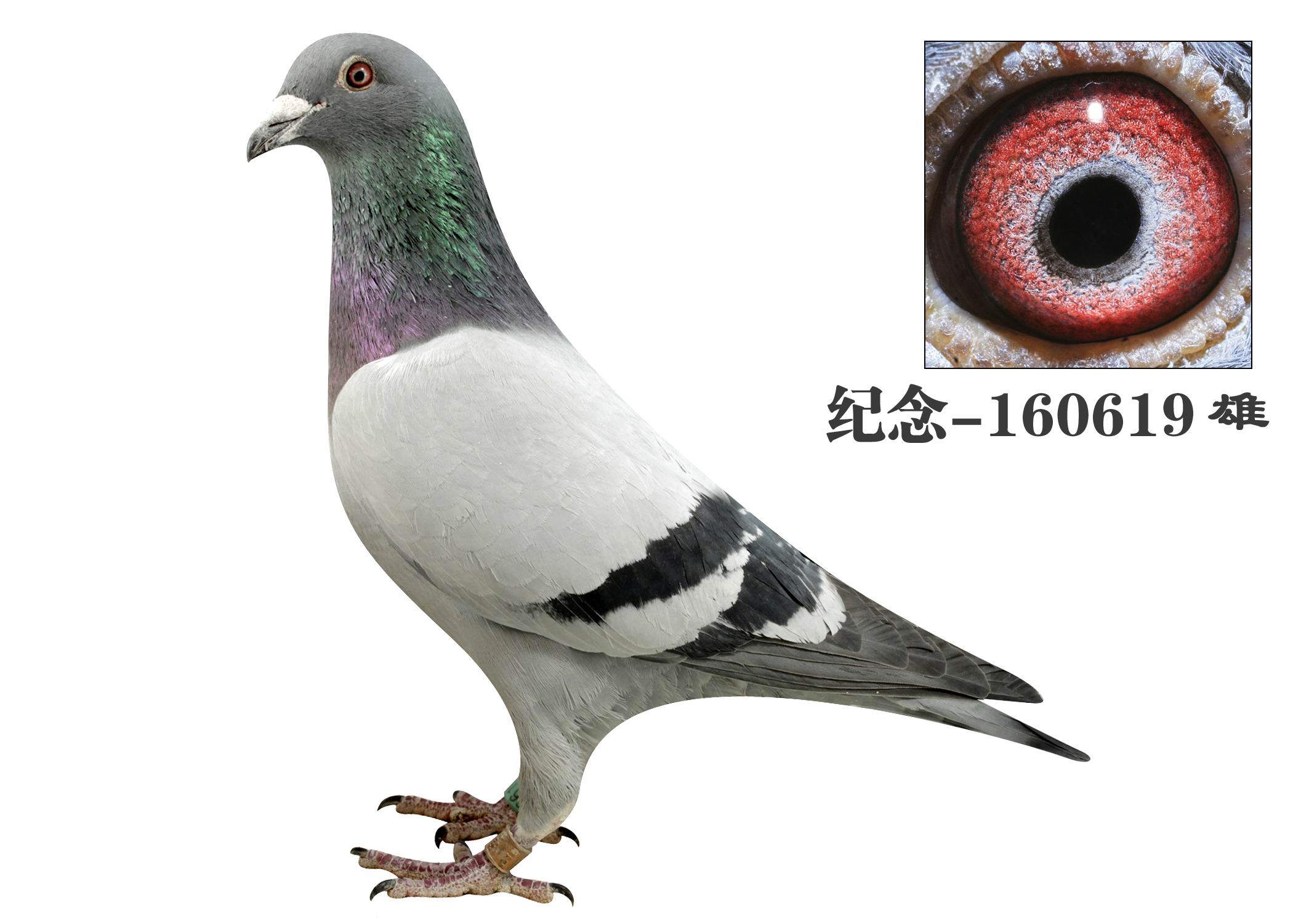 超级凡龙直子