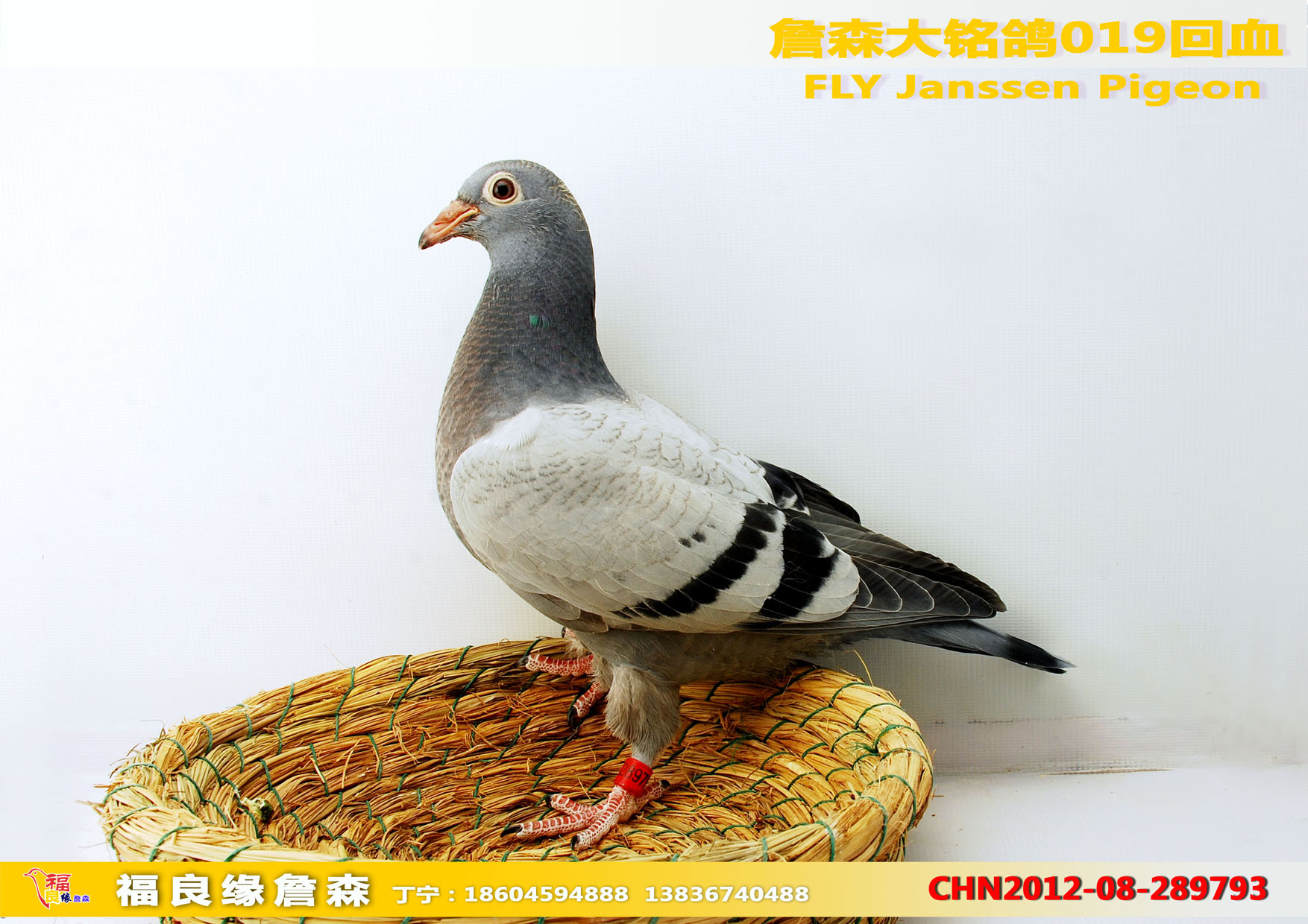 詹森大铭鸽019回血_福良缘詹森_ ag188.com爱鸽商城_中国信鸽信息网
