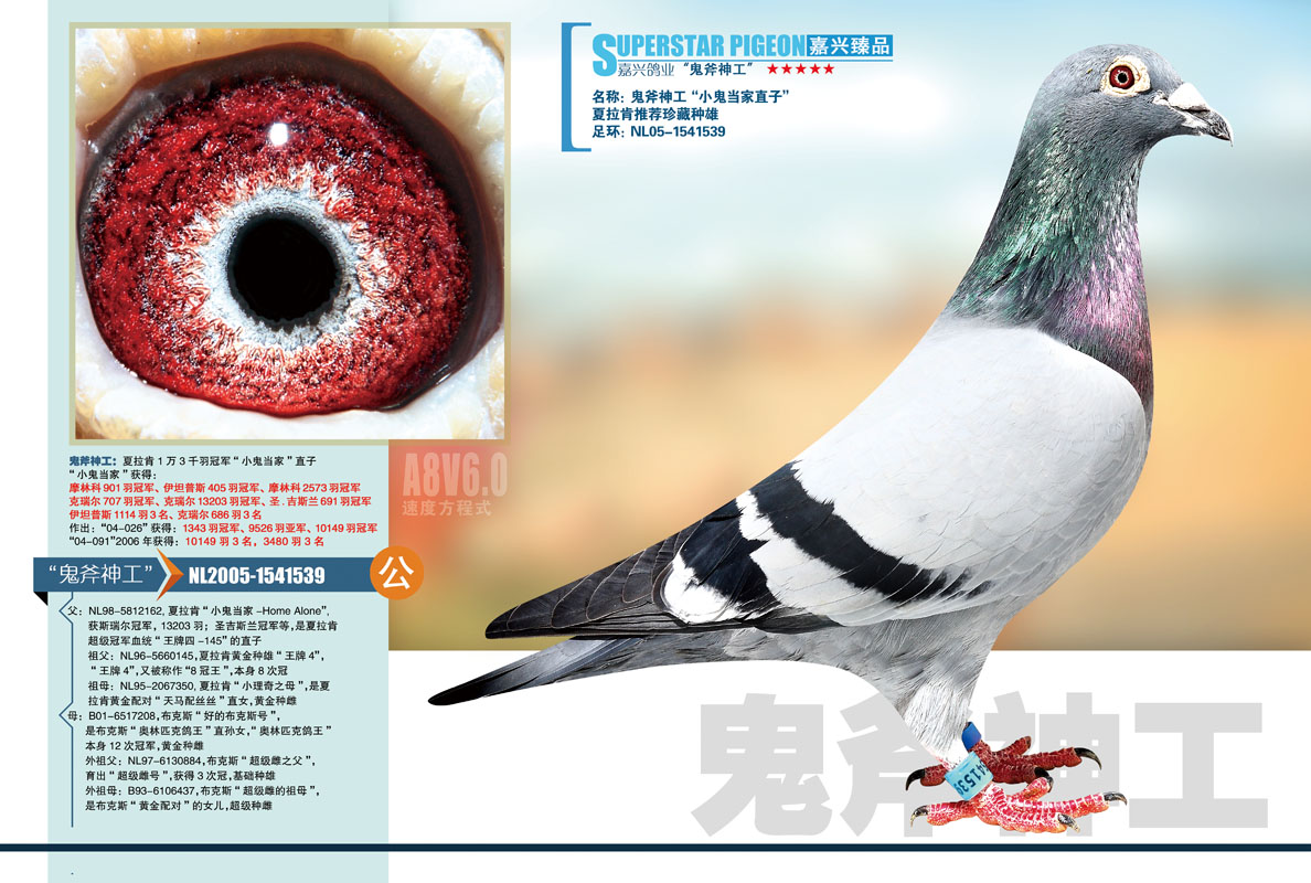 &nbsp; 相关图片 信鸽特征 &nbsp;                编 号: 159685