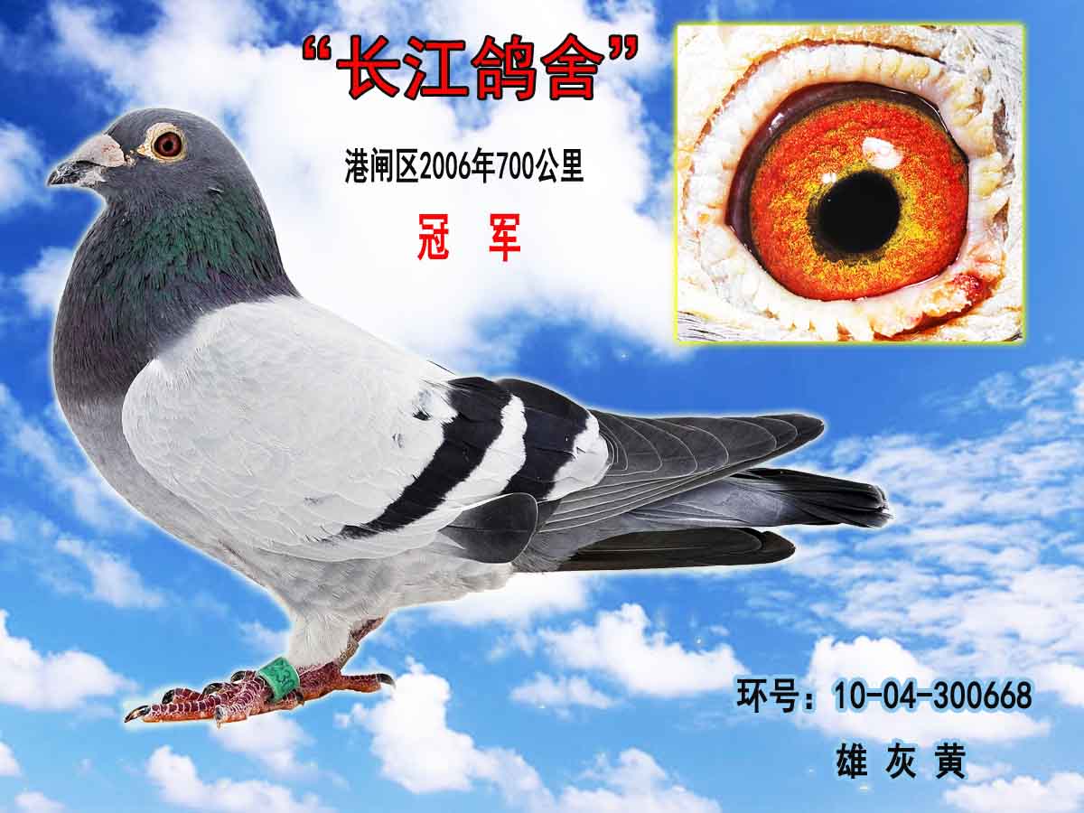 长江鸽业鹰眼赛鸽图片图片