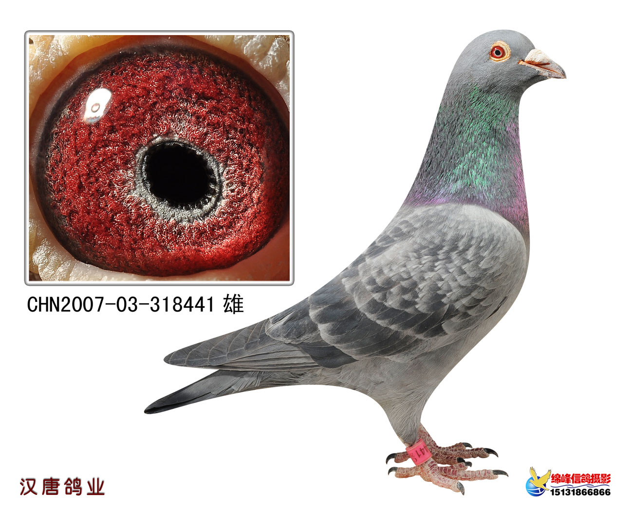 com爱鸽商城_中国信鸽信息网