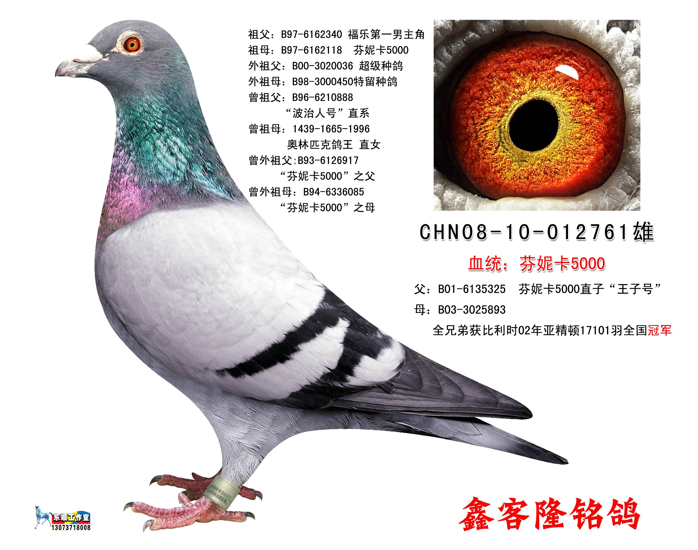 芬妮卡5000直孙_江苏南通鑫客隆-中信网爱鸽商城