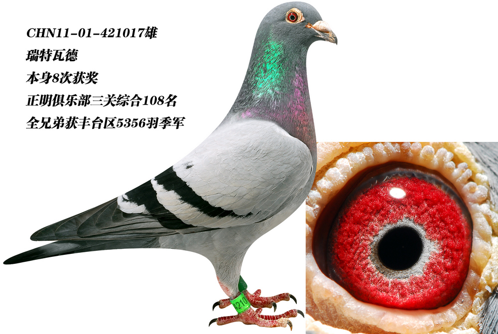 瑞特瓦德017_北京张宝良鸽舍-中信网爱鸽商城