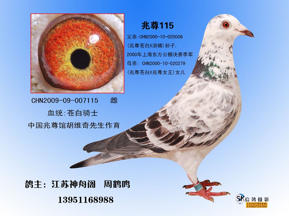 兆尊115_江苏神舟阁_ ag188.com爱鸽商城_中国信鸽信息网