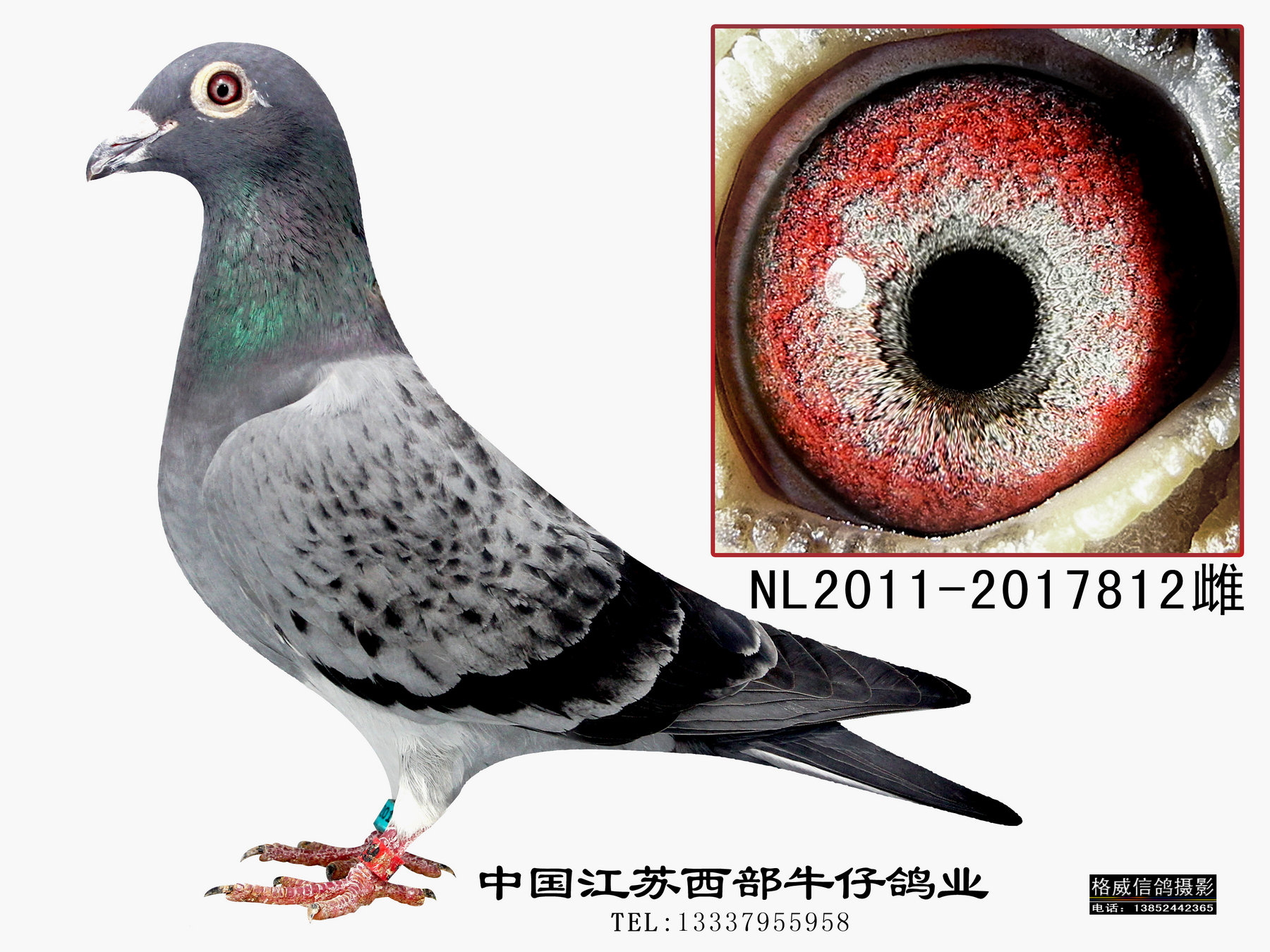 慕利门铅笔灰