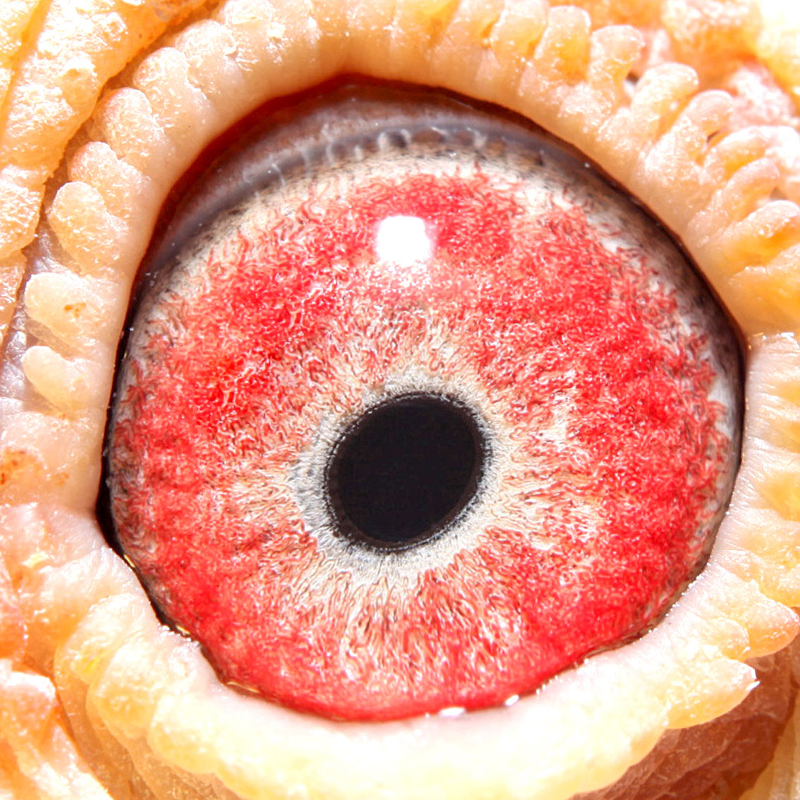 年轻瓦特*波西瓦12万羽冠军