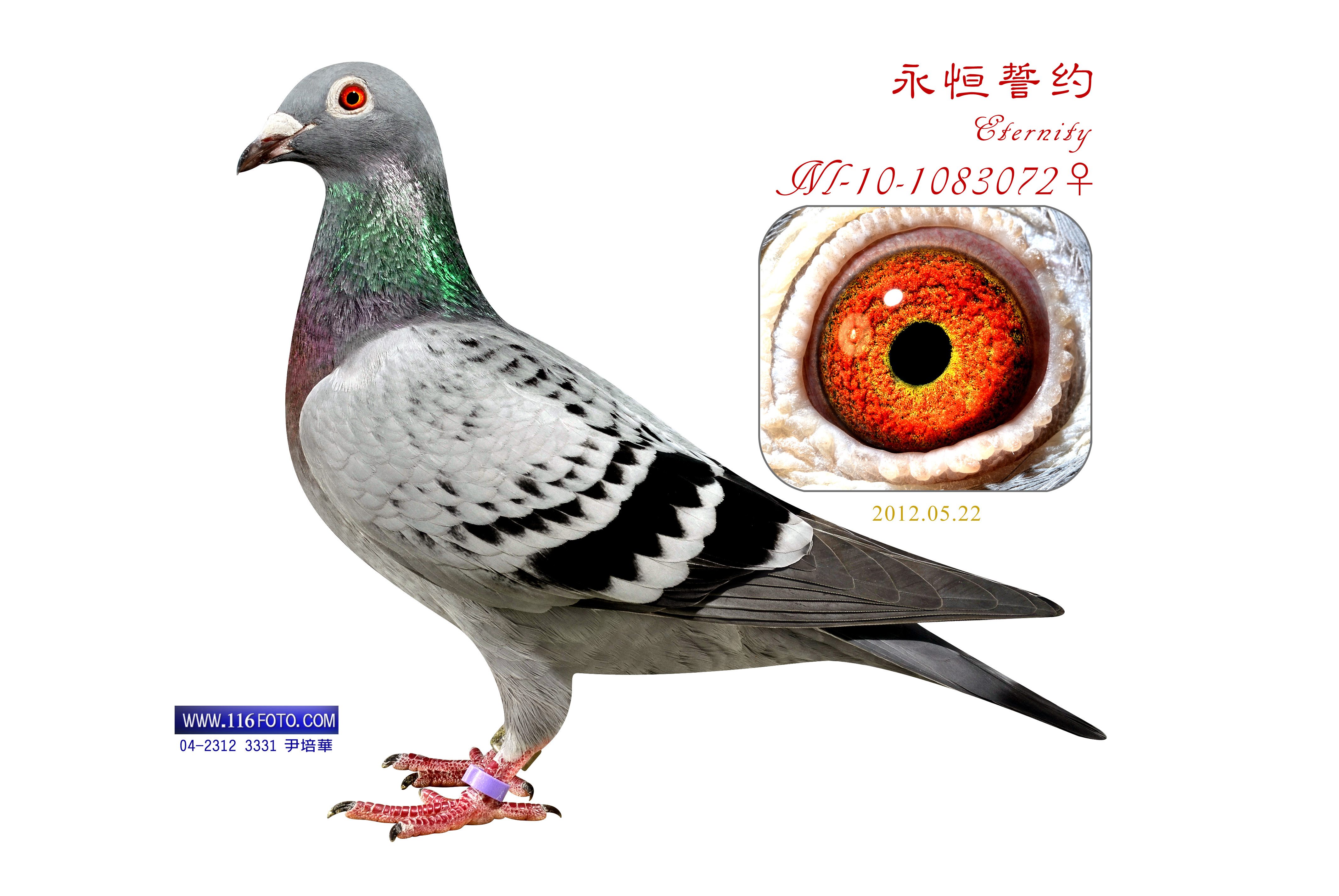 永恒盟约(出灰先生x幸福人生,已不育)_任飞翔鸽业-中信网爱鸽商城