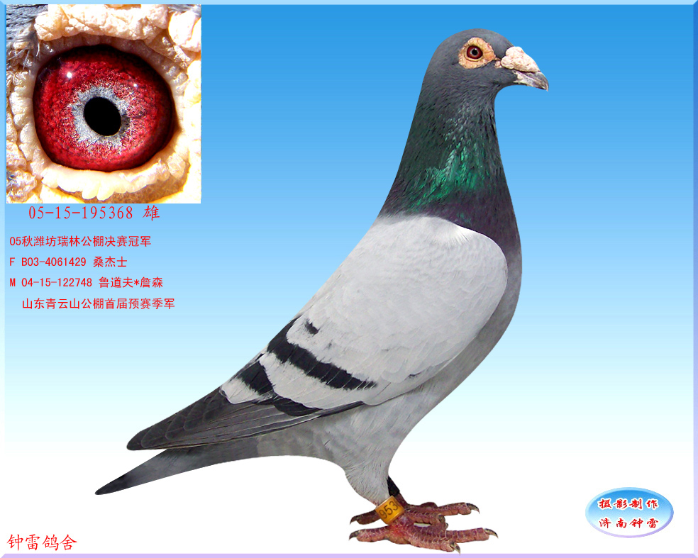 桑杰士黄金种雄