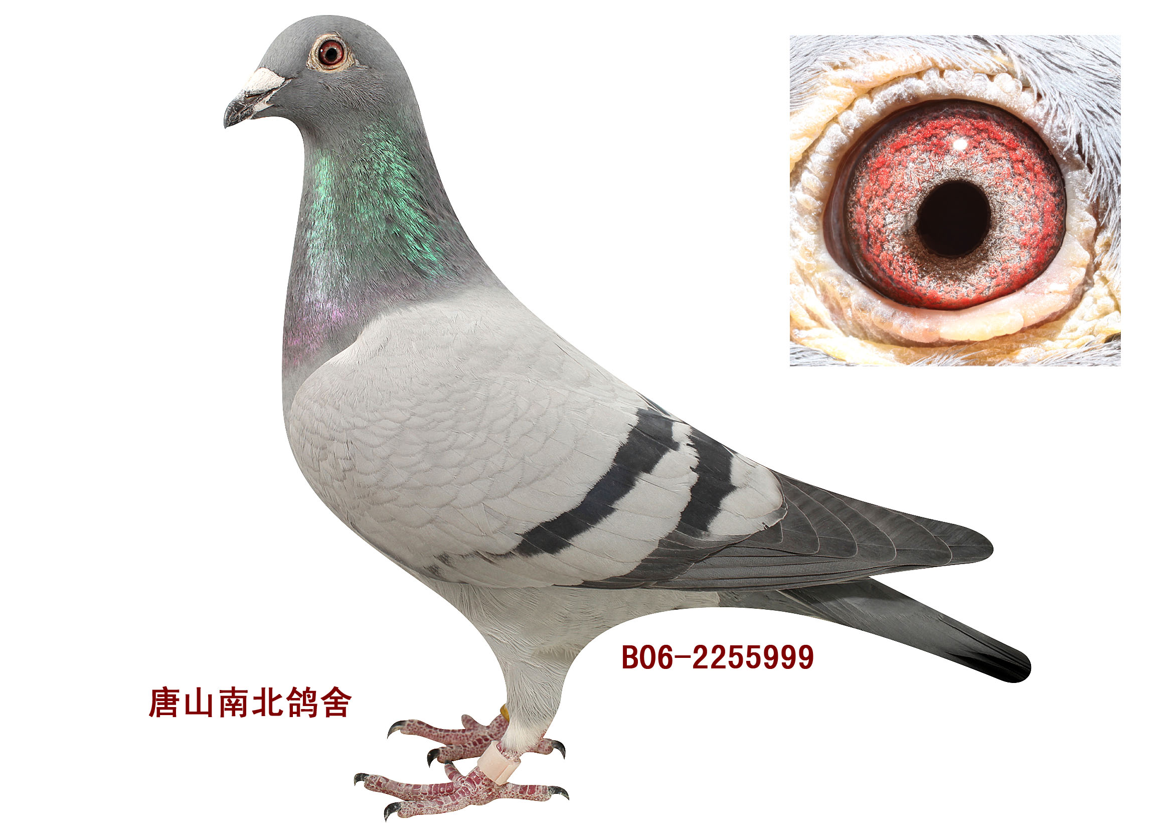 "幸运85"同父母全妹_唐山南北鸽舍-中信网爱鸽商城